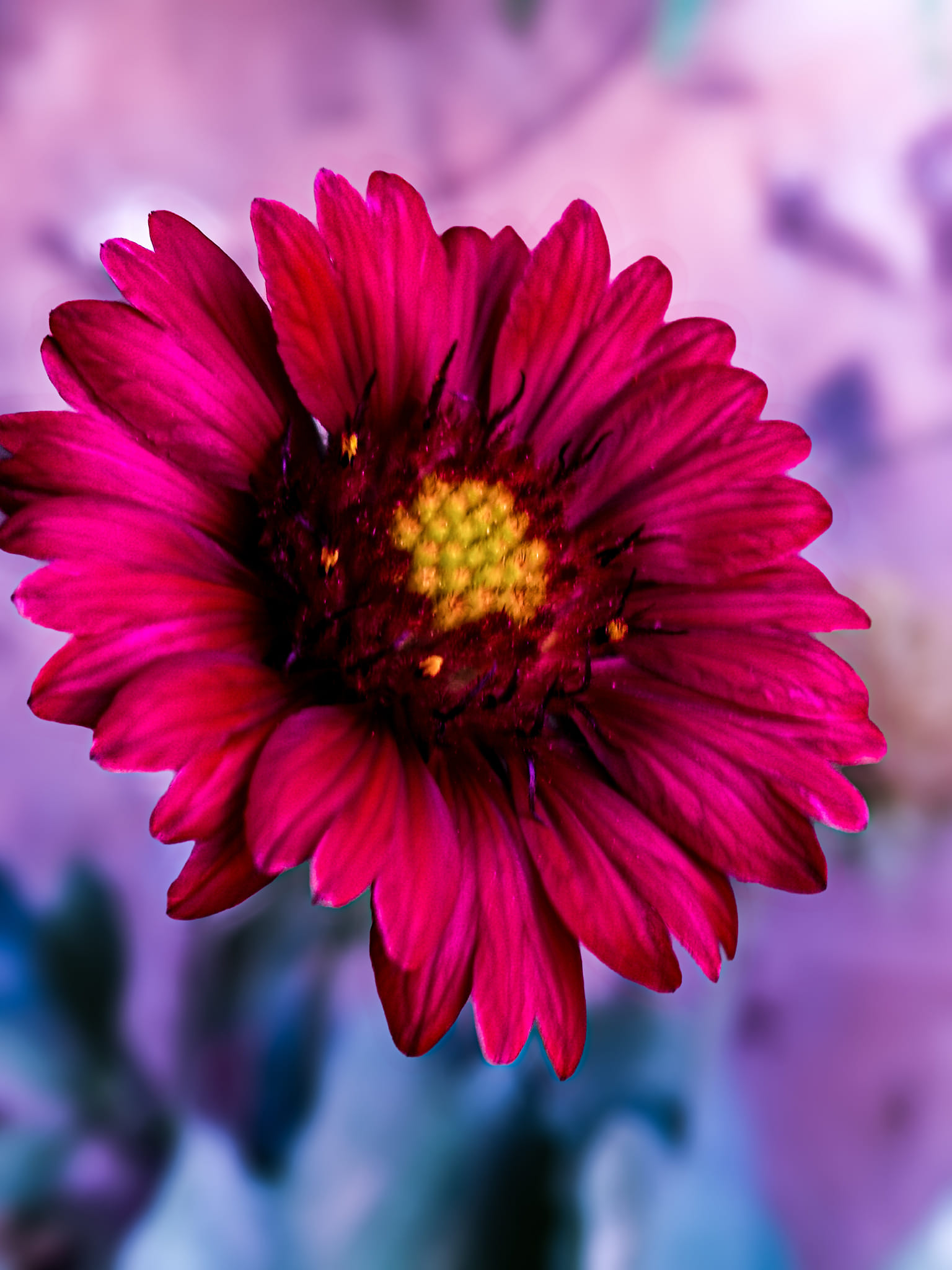 Pink Blanket Flower